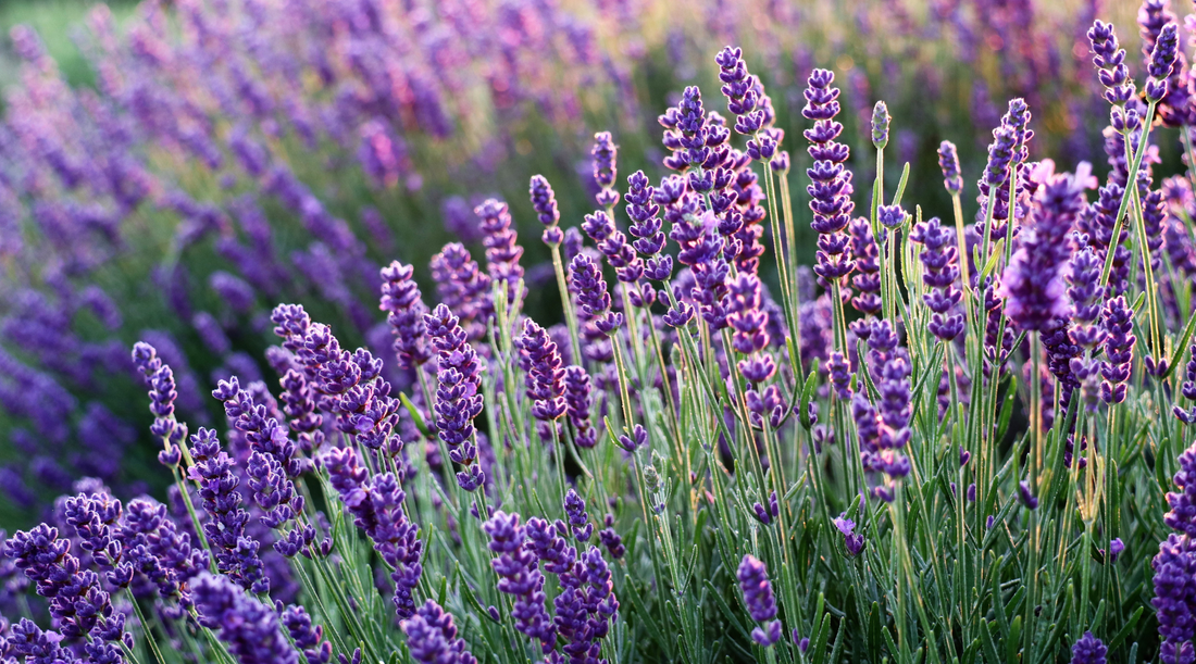 5 Key Benefits of Lavender and Olive Oil Soap by Nablus Soap Company