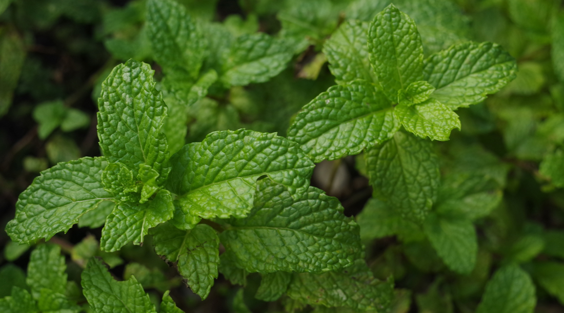 7 Natural Benefits of Mint in Skincare by Nablus Soap Company