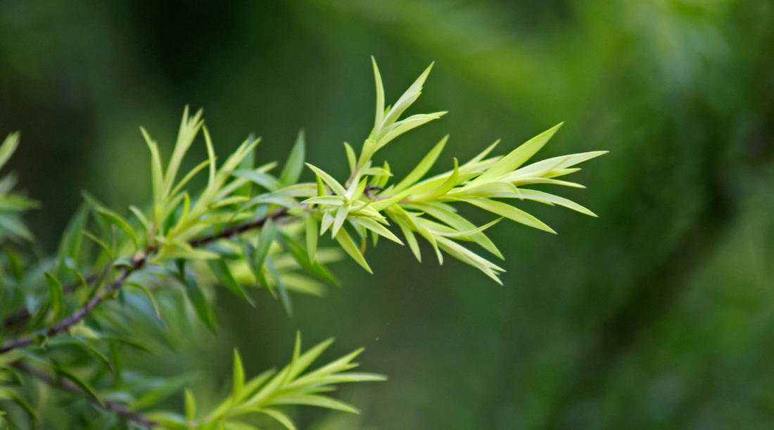 Discover the Acne-Fighting Power of Tea Tree Oil and Olive Oil Soap